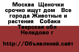 Москва! Щеночки срочно ищут дом - Все города Животные и растения » Собаки   . Тверская обл.,Нелидово г.